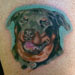 tattoo galleries/ - Cutest Rotty - 30979